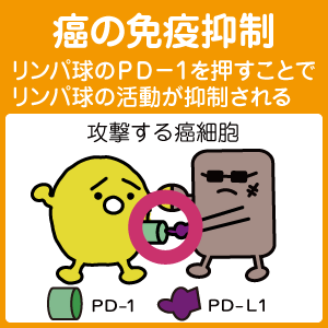 免疫調節薬について