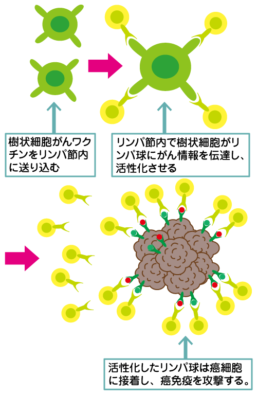 樹状細胞がんワクチンの仕組み