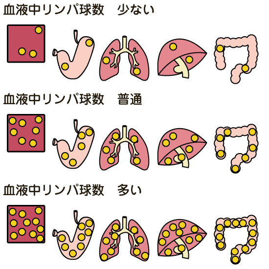 リンパ球相関