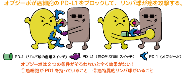 がん免疫について