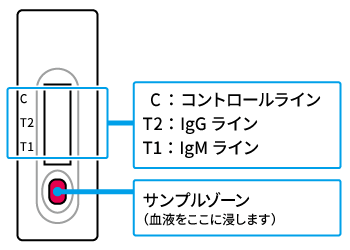 抗体検 査検出ストリップの画像