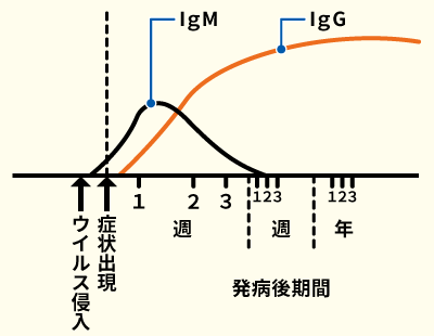 抗体の発現の仕方